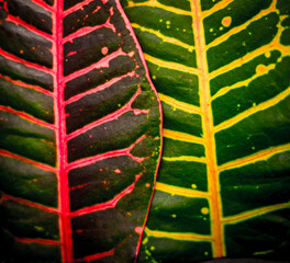 Macro close‑up of a colorful variegated leaf isolated on a black background, featuring rich green...