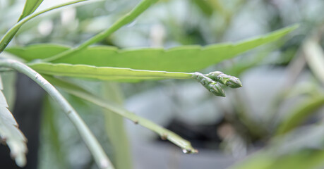 Elongated bud extending forward through muted botanical surroundings. Unopened bloom captured with narrow depth and smooth green lines. Emerging floral form highlighted by soft foliage 