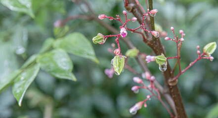 Delicate branchlets bearing rosy buds beneath gentle rainy haze. Tiny blossoms forming on crimson stems with crystal moisture. Fresh floral sprigs displaying droplets across soft garden blur. 