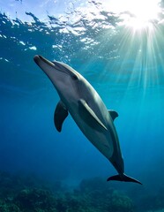 Fototapeta premium A dolphin swims underwater towards the sun's rays