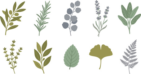 Therapeutic herb botanical elements with olive branch rosemary eucalyptus lavender in olive green sage dusty grey for natural wellness branding design © Madhuka Disanayaka