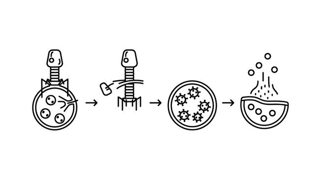 Bacteriophage Infecting Bacteria and Releasing New Viruses - Lytic Cycle