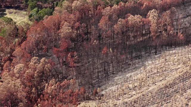 Erosion and regrowth on burnt hillside edge wildfire