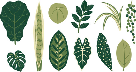 Trendy indoor houseplant leaf elements with fiddle leaf fig snake plant pilea ZZ plant in deep forest green light olive cream for modern botanical branding design © Madhuka Disanayaka