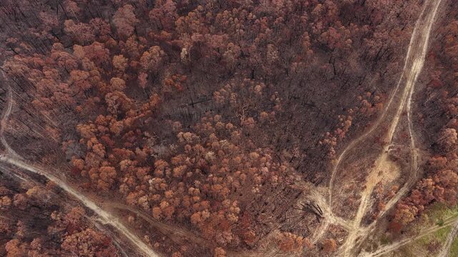 Evaluation of scorched woodland terrain using aerial drone