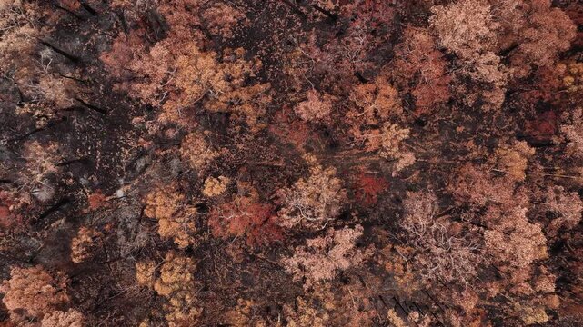 Aerial imagery reveals extensive fire damage on treetops and canopy australia