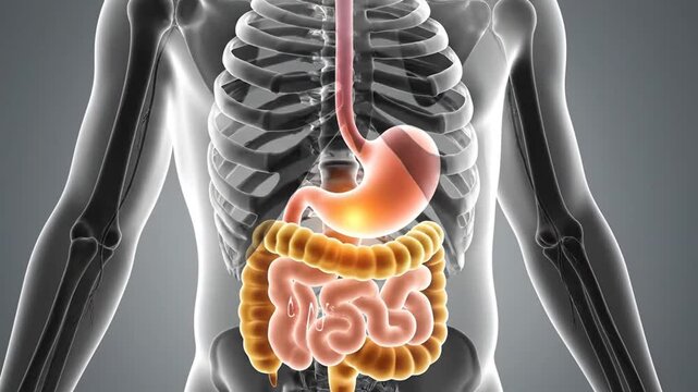 3D rendering of human digestive system with stomach and intestines highlighted within a transparent body and visible skeleton.