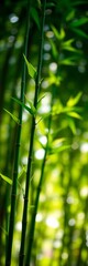 Fototapeta premium Emerald bamboo stalks burst with electric greens against a diffused, sun-kissed backdrop, artfully blurred, vivid green, natural beauty