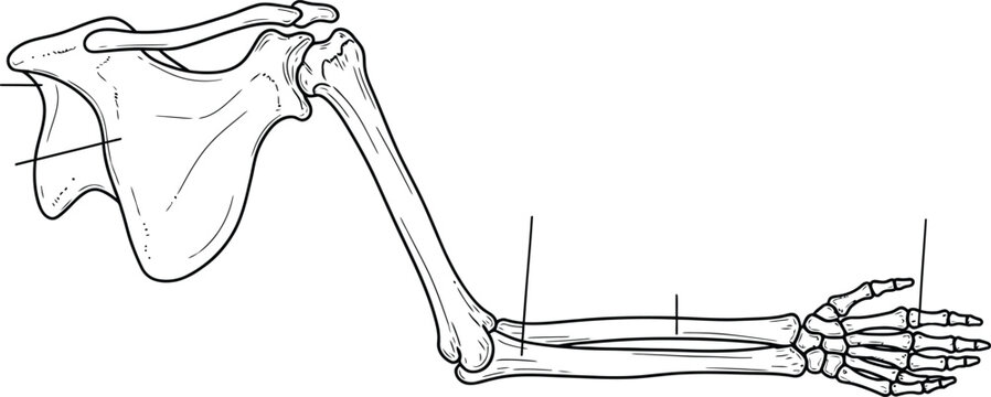 Human arm skeleton anatomy, scapula humerus radius ulna carpals metacarpals phalanges, medical illustration, biology diagram, healthcare vector, educational anatomical bone artwork