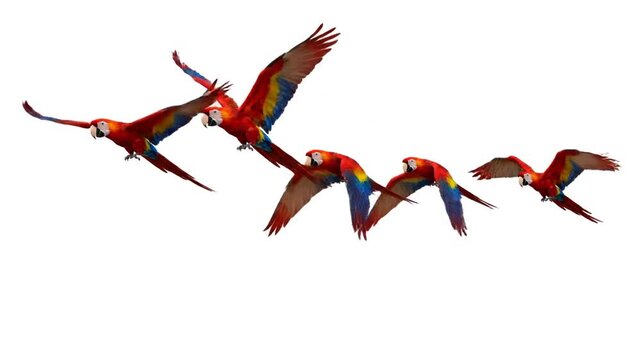 Five parrots flying white background.
