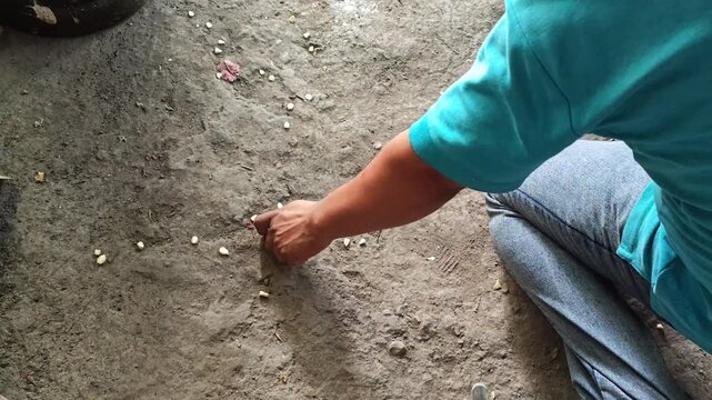 Hands picking up scattered corn kernels from the ground