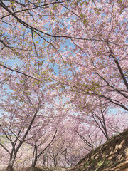 Obraz premium 春風そよぐ桜の丘。満開の河津桜と青空