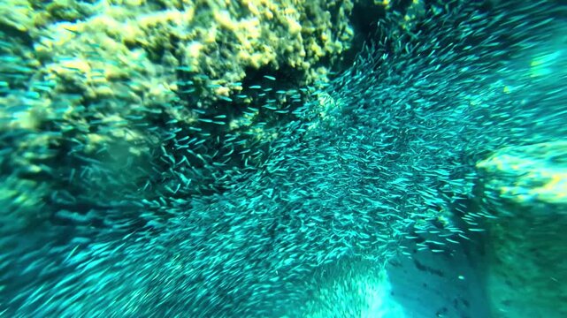 Underwater POV of fish swarm in Mediterranean sea, Omprogialos Crete