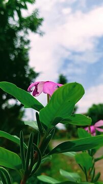 Pink Madagascar periwinkle flower blooming in a tropical garden. The ornamental plant is scientifically known as Catharanthus roseus.