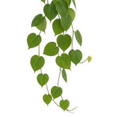 Fototapeta premium A cluster of green ivy leaves growing upward along a stem