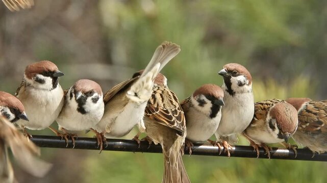Eight wild birds, field sparrows, communicate with each other, perched on a television antenna on a sunny day in early spring