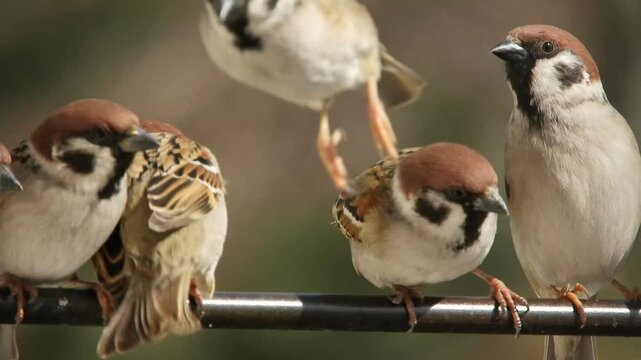 Wild birds - tree sparrows - communicate while sitting on a metal rod in a small group on a sunny day in early spring.