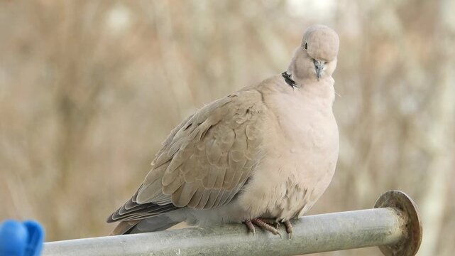 A wild bird, a ring-necked dove, preens itself while perched on a metal rod on a sunny day in early spring.
