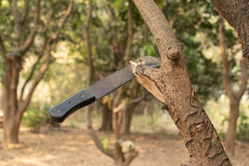 Obraz premium A sharp blade tool embedded in a tree branch in a forest, showing manual tree cutting and rustic outdoor woodwork scene.