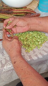 Detailed view of hands peeling green guaje pods.