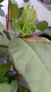 Guava Leaves and New Shoots