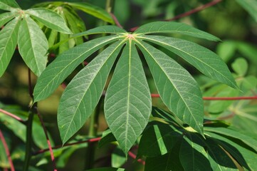 Obraz premium Green Cassava Leaves Close-Up in Natural Garden