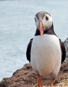 Pair of elegant puffins