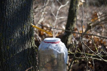 Fototapeta premium Collecting maple sap from a tree trunk into a glass jar during early spring