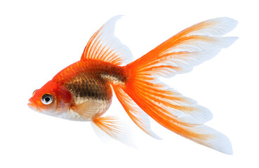 Isolated Goldfish Swimming Freely Close Up Freshwater Aquarium Pet &mdash; goldfish, freshwater fish, aquarium pet, aquatic animal, swimming