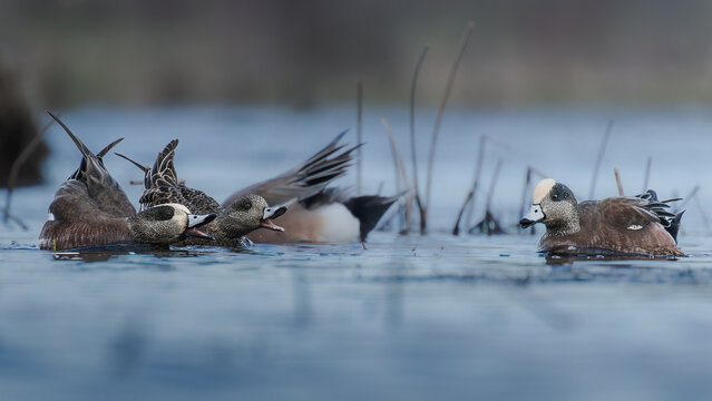 Drakes & Hen American Wigeons (Mareca americana) Courtship and Territorial Behaviour