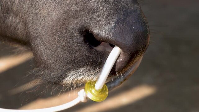 Extreme Close Up of a Water Buffalo Nose with a Ring