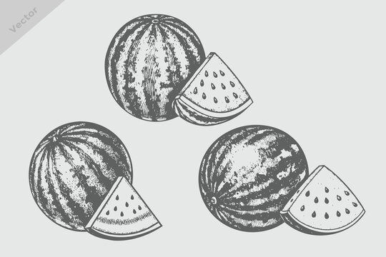 engraving style fruit watermelon vector illustration. Vintage retro watermelon