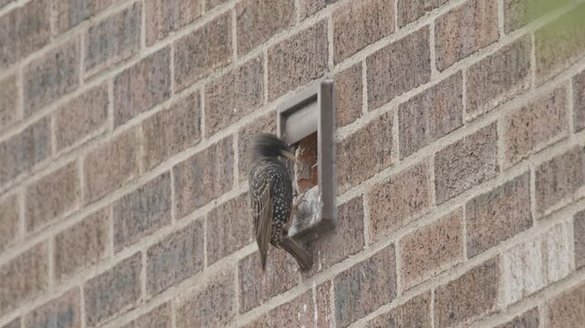 Adult starling flies to entrance of fan duct nest to feed two waiting chicks, adult then flies away. 4k canon C70, 25fps,