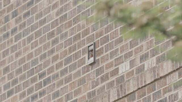 Adult Starling bird flies out of fan duct nest. urban area, 4k 25fps, canon C70