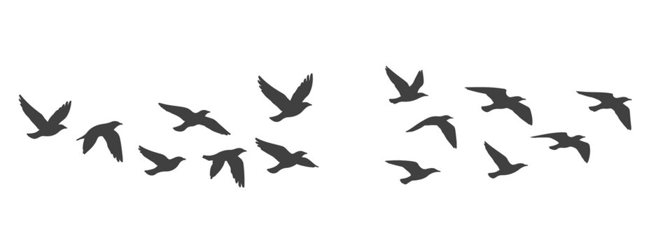 Silhouette of Flying Birds Flock, Black Bird Group in Flight Vector, black bird silhouette set captures a group of birds in various flight poses