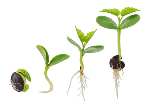 Growth stages of a plant from seed to sprout isolated on transparent background