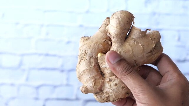 Hand holding fresh ginger root showing texture and natural form