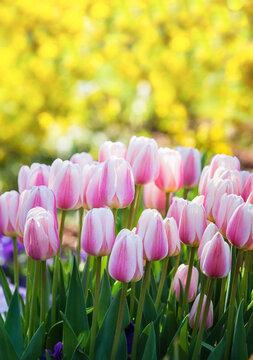 Pink and white tulips blooming in spring. Yellow flower bokeh background with copy space. 