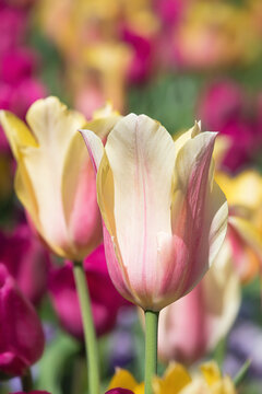 Closeup of pastel color tulips blooming in spring garden