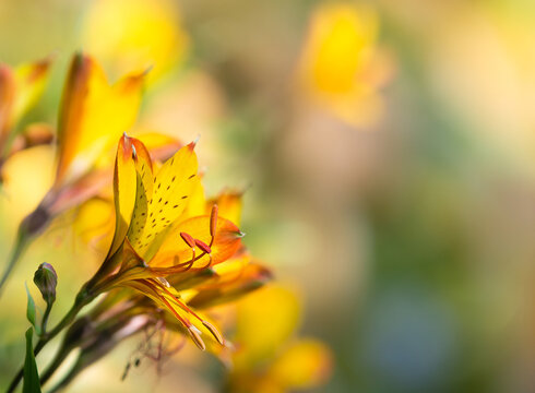 Yellow Peruvian Lily (Alstroemeria aurea) flowers in bloom. Copy space.