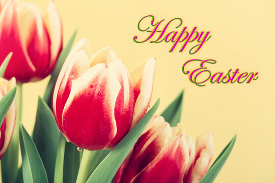 Closeup of two color, red and yellow, spring tulips in bloom with water droplets. Yellow background with happy Easter greeting text.