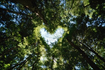 Fototapeta premium Looking up through forest canopy forming a heart shape