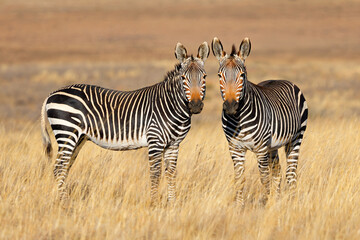 Fototapeta premium A pair of Cape mountain zebras (Equus zebra) standing in open grassland, Mountain Zebra National Park, South Africa