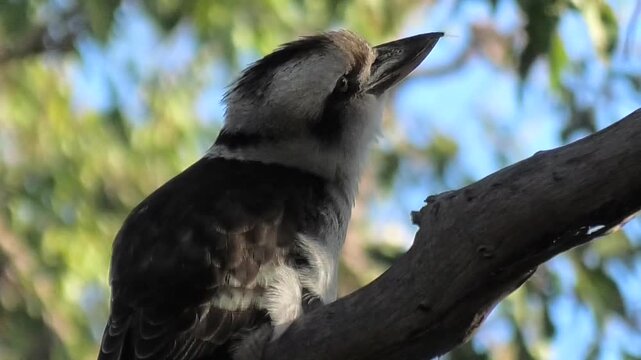 Kookaburra Looking 