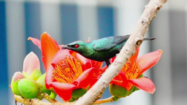 Asian Glossy Starling Feeding on Nectar of Red Silk Cotton Tree Flower