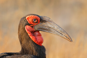 Portrait of a southern ground hornbill (Bucorvus leadbeateri), Kruger National Park, South Africa © EcoView