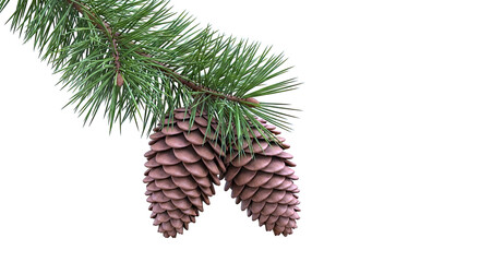 Fototapeta premium Pine cones and needles on a branch