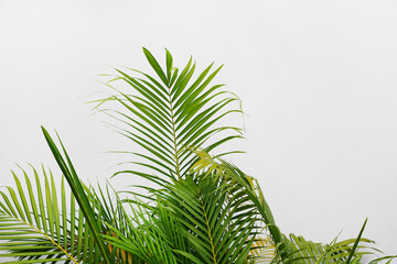 Fototapeta premium palm tree leaves and branches on white background, copy space