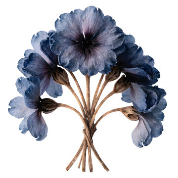 Dried Blue Boronia Flowers (Boronia megastigma) Isolated PNG &ndash; Ultra-Realistic Macro Botanical Detail 