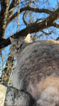 An angry female cat fights with her paw, vertical video.